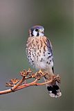 American Kestrel